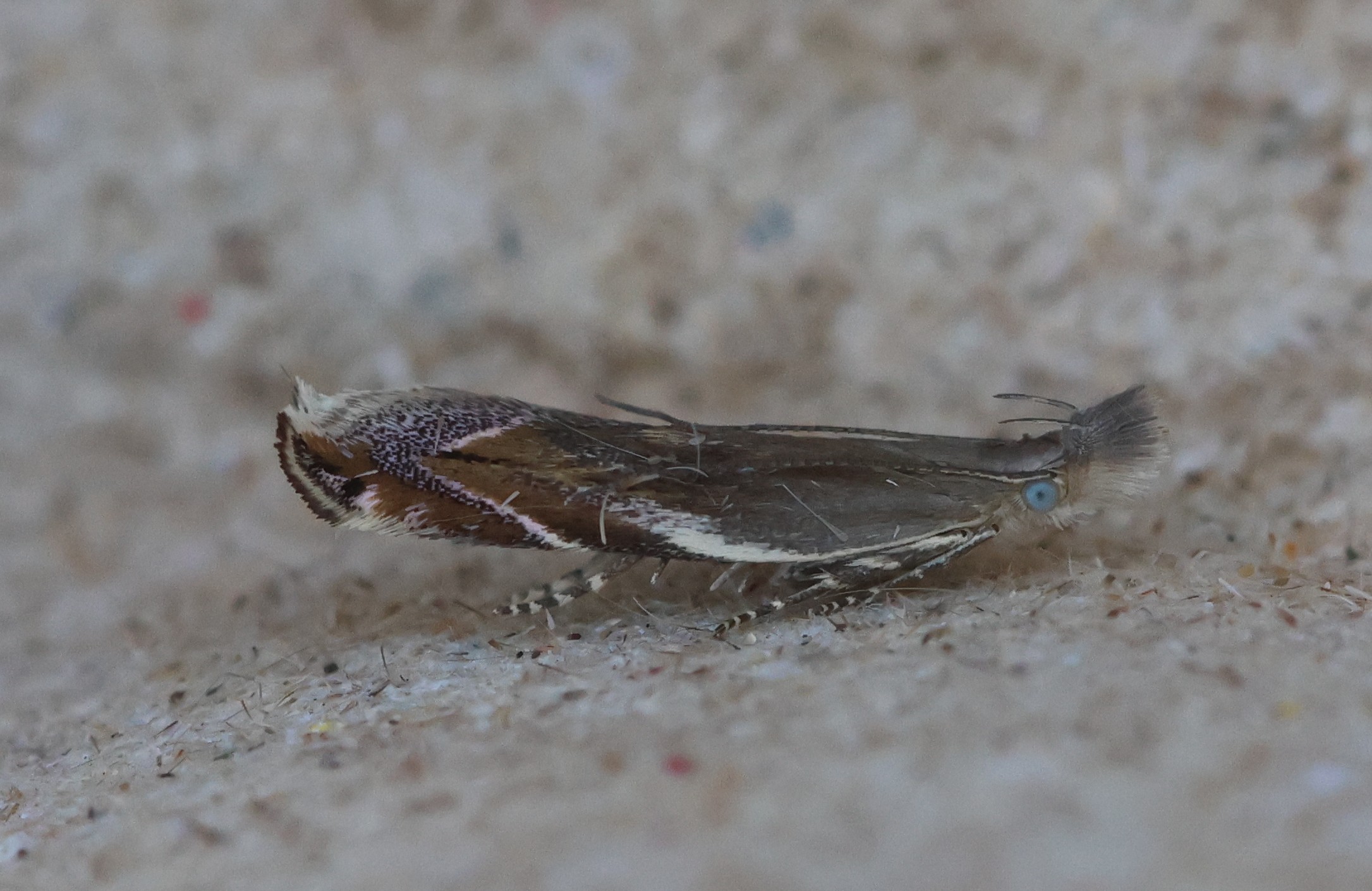 Photo of Sophronia sicariellus